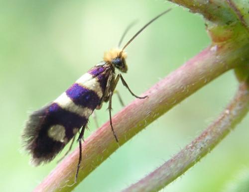 Micropterix sp.
